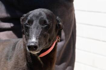 Greyhound Dogs Available for Adoption - Milly | PetCurious