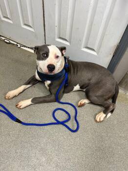 Pit Bull Terrier Dogs Available for Adoption in Hopkinsville, Kentucky - Dex | PetCurious