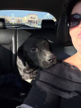 Panda -  Black Labrador Retriever Dog for Adoption in Carmel Hamlet, New York - Panda | PetCurious