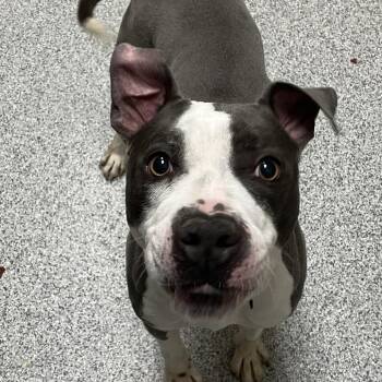 American Staffordshire Terrier Dogs Available for Adoption in Grand Rapids, Michigan - Gimli | PetCurious