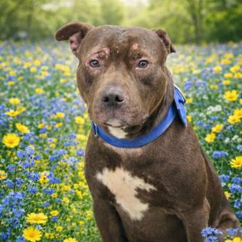 Pit Bull Terrier Dogs Available for Adoption - Chase | PetCurious