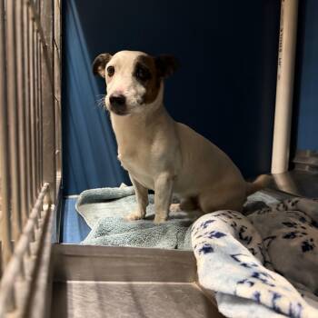 Goober -  Jack Russell Terrier Dog for Adoption in Yuma, Arizona - Goober | PetCurious