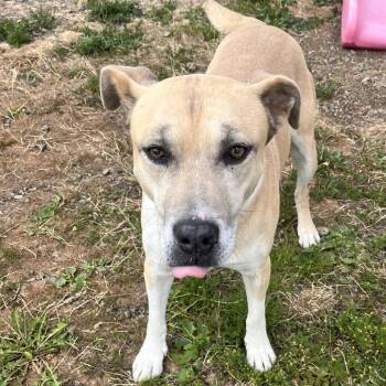 Rosa -  Mixed Breed Dog for Adoption in Spokane, Washington - Rosa | PetCurious