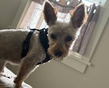 Buddy -  Yorkshire Terrier Dog for Adoption in Rochester, New York - Buddy | PetCurious