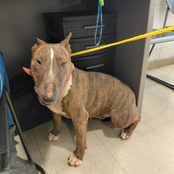 Bull Terrier Dogs Available for Adoption - BIANCA | PetCurious