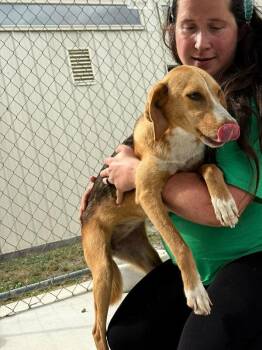 Treeing Walker Coonhound Dogs Available for Adoption in Burgaw, North Carolina - CLUB | PetCurious