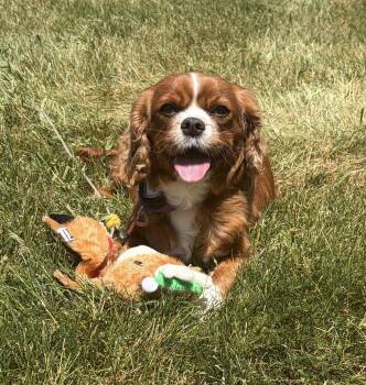 Lilac -  Cavalier King Charles Spaniel Dog for Adoption in Mukwonago, Wisconsin - Lilac | PetCurious