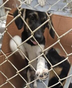 Pup July -  Shepherd and Hound Dog for Adoption in Washington, District Of Columbia - Pup July | PetCurious
