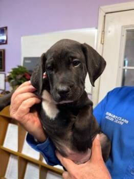 Captain Hook -  Mixed Breed Dog for Adoption in West Chester, Pennsylvania - Captain Hook | PetCurious
