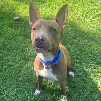 Flo -  Mixed Breed Dog for Adoption in Auburn, Alabama - Flo | PetCurious