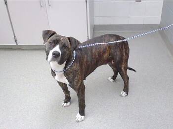 Boxer and Mixed Breed Dogs Available for Adoption in Omaha, Nebraska - ZIPPER | PetCurious