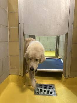 Rescue Mixed Breed Dogs for Adoption in Dallas, Texas - JACK | PetCurious