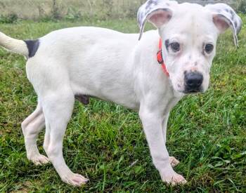 Rescue Mixed Breed Dogs for Adoption in Christiansburg, Virginia - Spook | PetCurious
