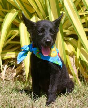 Zeus -  Shepherd Dog for Adoption in New York, New York - Zeus | PetCurious
