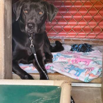 Black Labrador Retriever Dogs Available for Adoption in Austin, Texas - Julio | PetCurious
