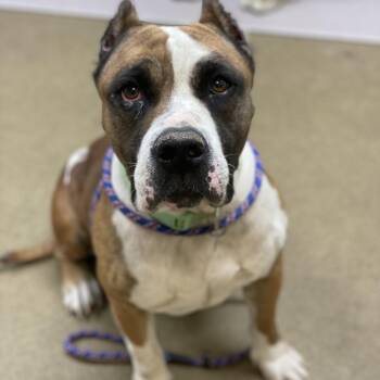 Windsor -  Pit Bull Terrier and Mixed Breed Dog for Adoption in Riverside, California - Windsor | PetCurious