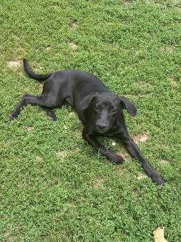 Storm Pearl -  Black Labrador Retriever Dog for Adoption in Lexington, Kentucky - Storm Pearl | PetCurious