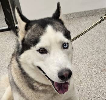 Rescue Siberian Husky and Mixed Breed Dogs for Adoption in Gastonia, North Carolina - 59823193 | PetCurious