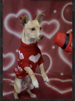 Chiweenie Dogs Available for Adoption - Taco B. | PetCurious