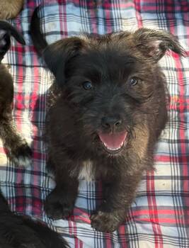 Rescue Schnauzer and Yorkshire Terrier Dogs for Adoption in Wanaque, New Jersey - Harvey | PetCurious