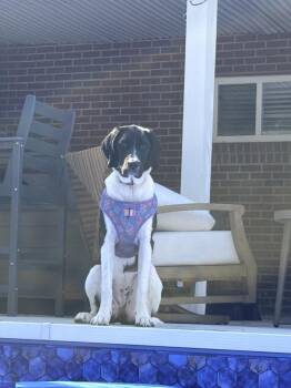 Charlotte -  Labrador Retriever Dog for Adoption in Loveland, Ohio - Charlotte | PetCurious