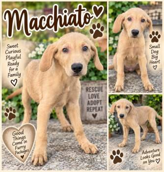 Macchiato -  Labrador Retriever Dog for Adoption in Sunbright, Tennessee - Macchiato | PetCurious