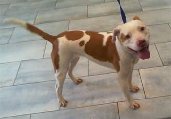 Pit Bull Terrier Dogs Available for Adoption in Charlotte, North Carolina - CRICKET | PetCurious