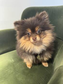 Pomeranian Dogs Available for Adoption in New York, New York - Muffin | PetCurious