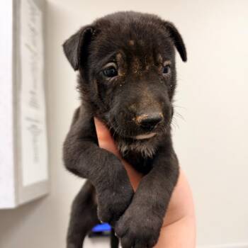 Lucy Van Pelt -  Mixed Breed Dog for Adoption in Columbiana, Alabama - Lucy Van Pelt | PetCurious