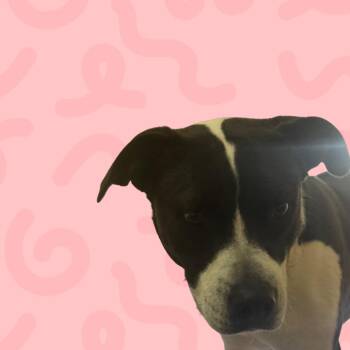 Pit Bull Terrier Dogs Available for Adoption - Jennifer | PetCurious