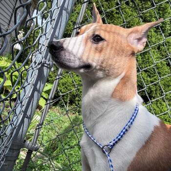 Mercury -  Shiba Inu and Mixed Breed Dog for Adoption in Dixon, Illinois - Mercury | PetCurious