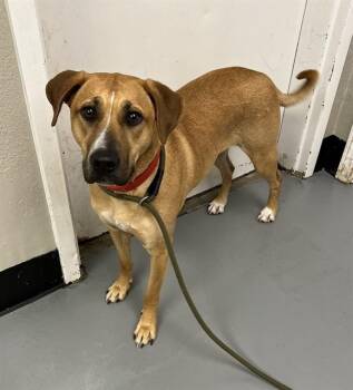 Hayley -  Black Mouth Cur Dog for Adoption in Phoenix, Oregon - Hayley | PetCurious