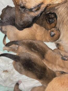 Flower Patch Litter Bluebonnet - Located in TX -  Belgian Shepherd Malinois Dog Available for Adoption in Imlay City, Michigan - Flower Patch Litter Bluebonnet - Located In TX | PetCurious