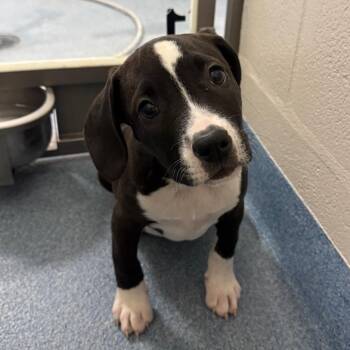 Silena -  Mixed Breed Dog for Adoption in Gainesville, Florida - Silena | PetCurious