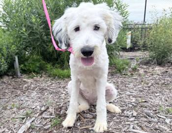 Marcie -  Poodle and Old English Sheepdog Dog for Adoption in Columbus, Indiana - Marcie | PetCurious
