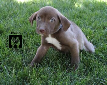 Squints -  Labrador Retriever and Shepherd Dog for Adoption in Omaha, Nebraska - Squints | PetCurious
