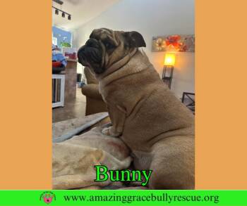 English Bulldog Dogs Available for Adoption in Pensacola, Florida - Bunny | PetCurious