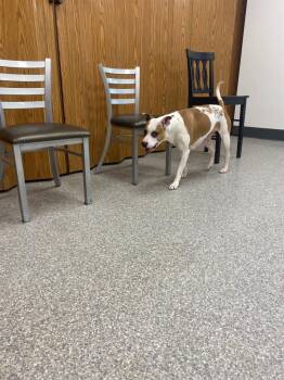 Elsa -  Hound Dog for Adoption in Findlay, Ohio - Elsa | PetCurious