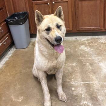 Fuji-100110U -  Akita Dog for Adoption in Tupelo, Mississippi - Fuji-100110U | PetCurious