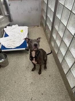 Rescue Pit Bull Terrier and Mixed Breed Dogs for Adoption in Morristown, New Jersey - Kim | PetCurious