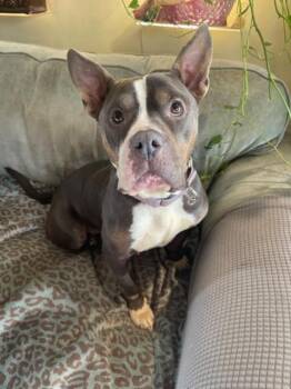 Rescue Pit Bull Terrier Dogs for Adoption in Princeton, Massachusetts - Sky | PetCurious