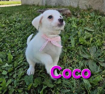 Coco -  Maltese and Terrier Dog Available for Adoption - Coco | PetCurious