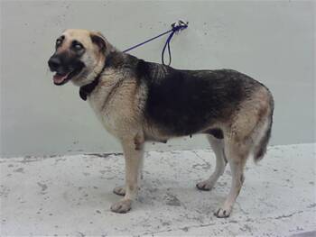 TAYTAY -  German Shepherd Dog Dog for Adoption in Houston, Texas - TAYTAY | PetCurious