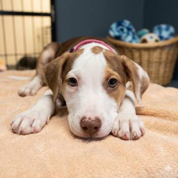 Baron -  Mixed Breed Dog for Adoption in South Elgin, Illinois - Baron | PetCurious