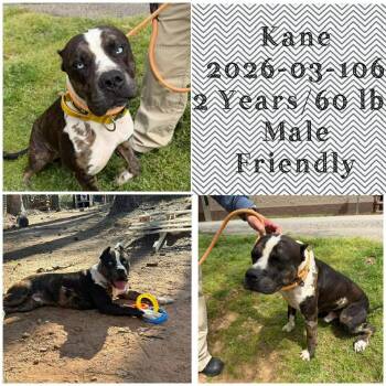 2026-03-106 *Kane* -  Catahoula Leopard Dog Dog for Adoption in Winder, Georgia - 2026-03-106 *Kane* | PetCurious