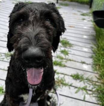 Diesel Dave -  Standard Poodle and Labrador Retriever Dog for Adoption in Westland, Michigan - Diesel Dave | PetCurious