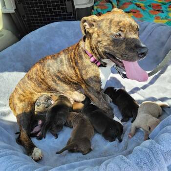 Spare Tire -  American Staffordshire Terrier and Mixed Breed Dog for Adoption in Olathe, Kansas - Spare Tire | PetCurious