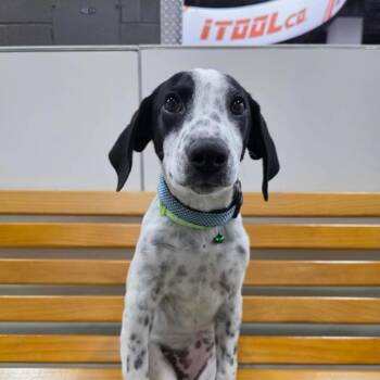Athena OS NV -  Pointer and Mixed Breed Dog for Adoption in Las Vegas, Nevada - Athena OS NV | PetCurious