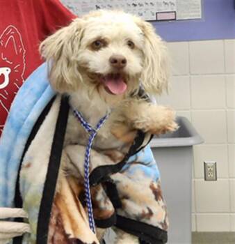 Poodle and Mixed Breed Dogs Available for Adoption in Omaha, Nebraska - CROUTON | PetCurious