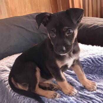 Vance -  German Shepherd Dog and Mixed Breed Dog for Adoption in Las Vegas, Nevada - Vance | PetCurious
